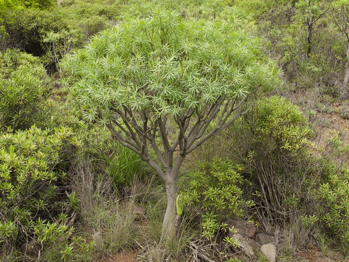 Euphorbia lamarckii