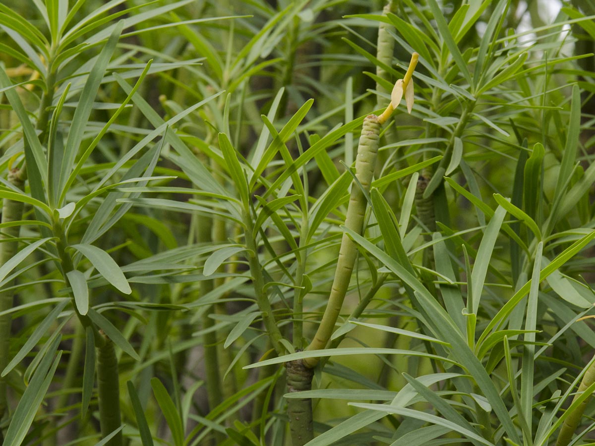 Euphorbia lamarckii