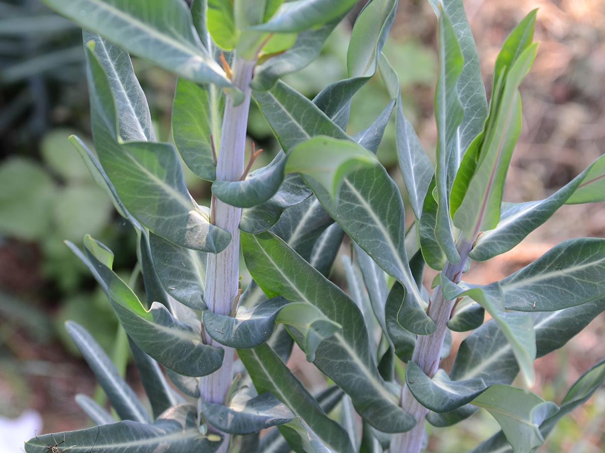 Euphorbia lathyris