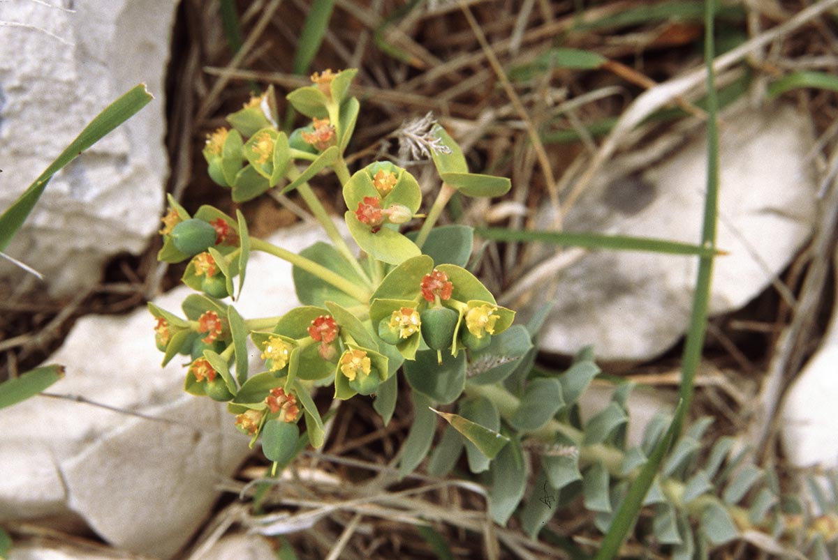 Euphorbia myrsinites