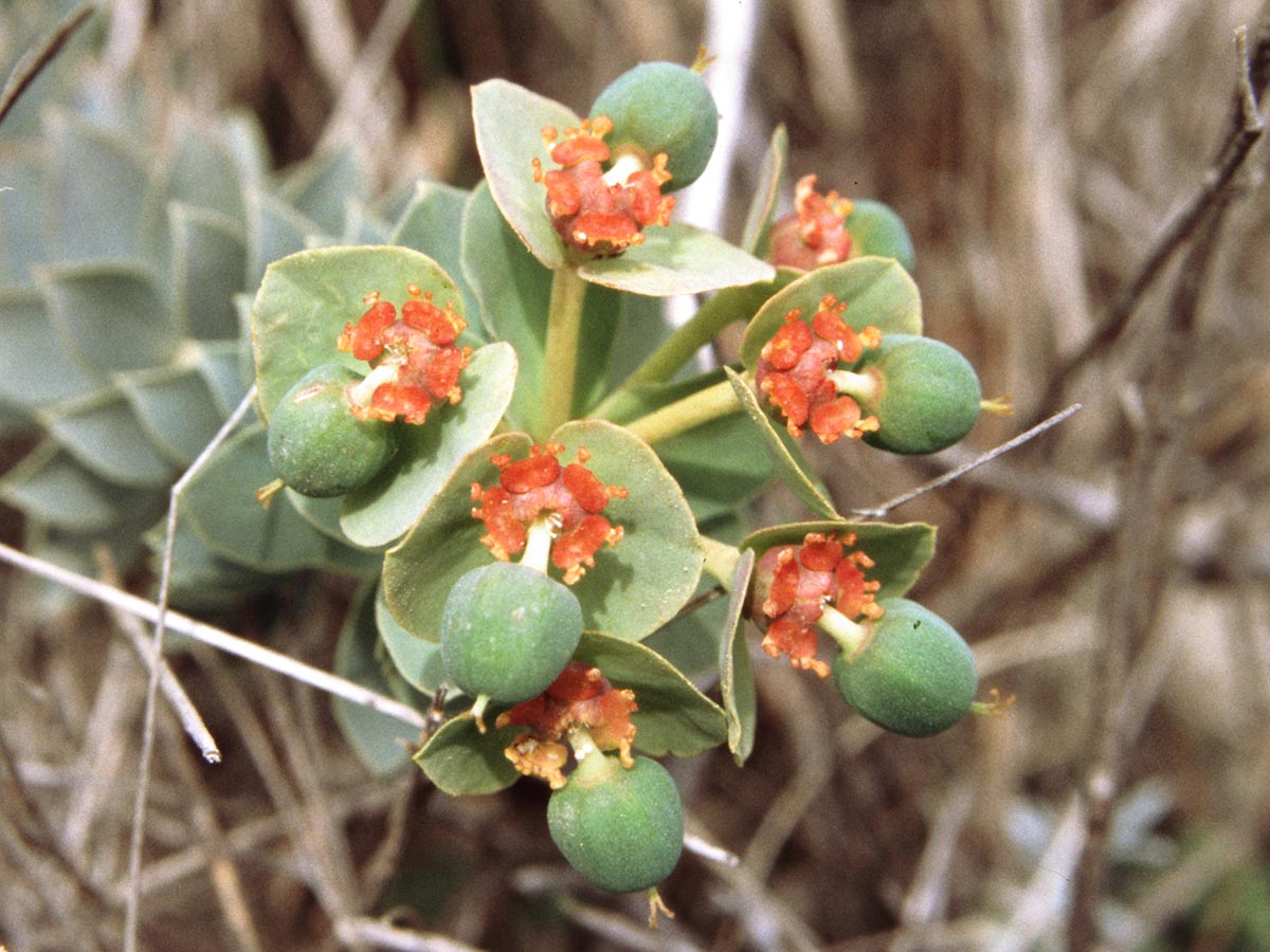 Euphorbia myrsinites