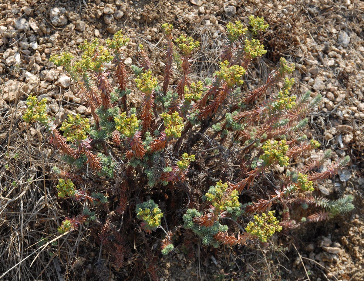 Euphorbia pithyusa