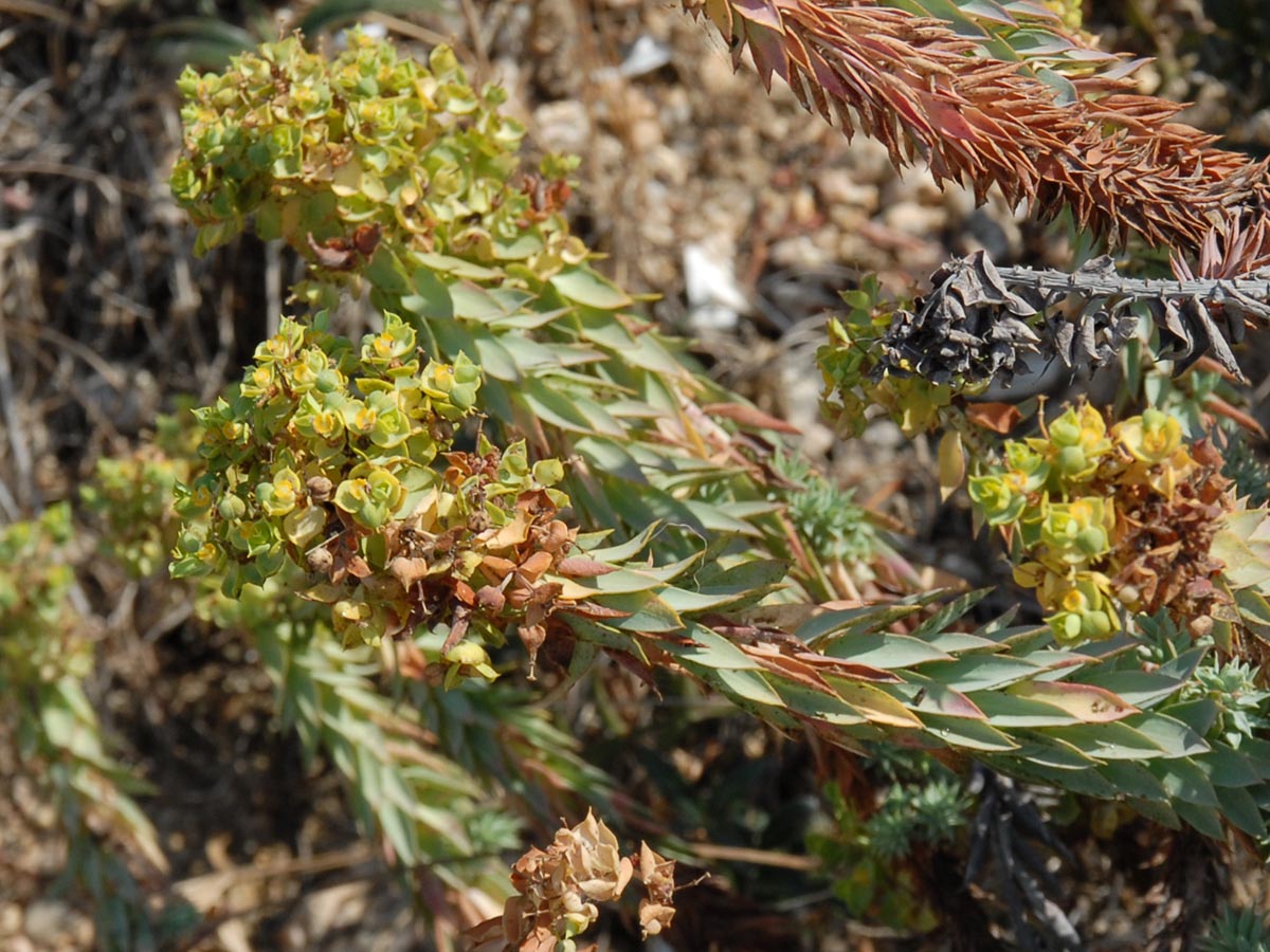 Euphorbia pithyusa