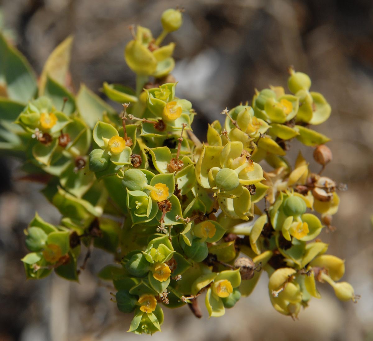 Euphorbia pithyusa