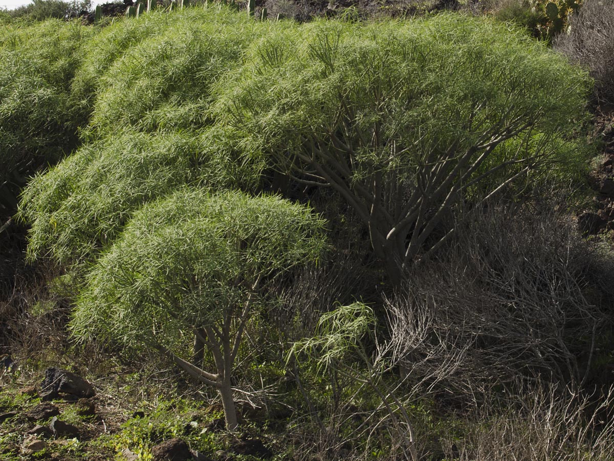 Euphorbia regis-jubae