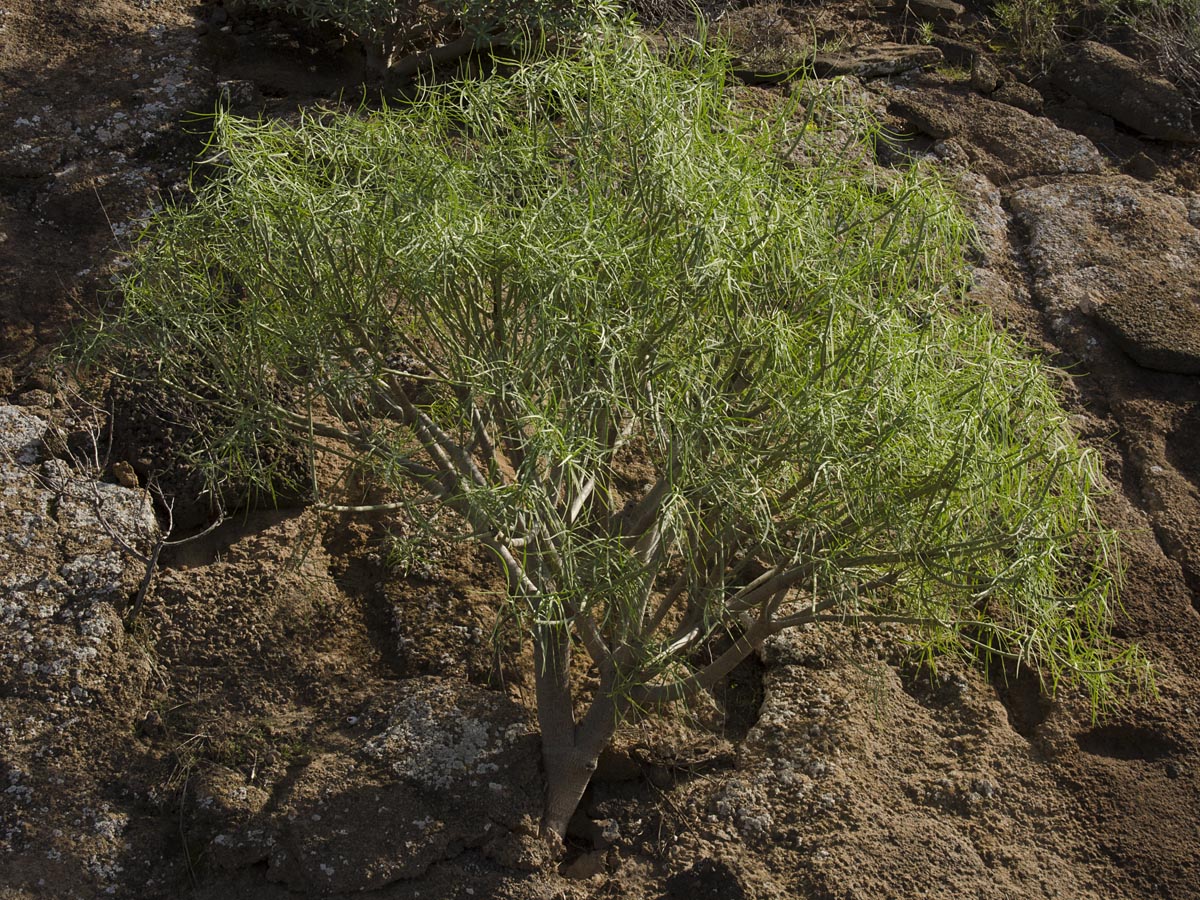 Euphorbia regis-jubae