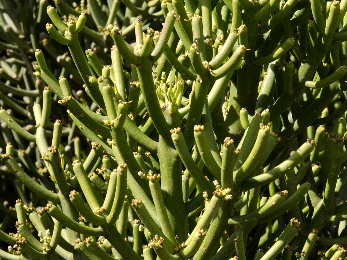 Euphorbia tirucalli