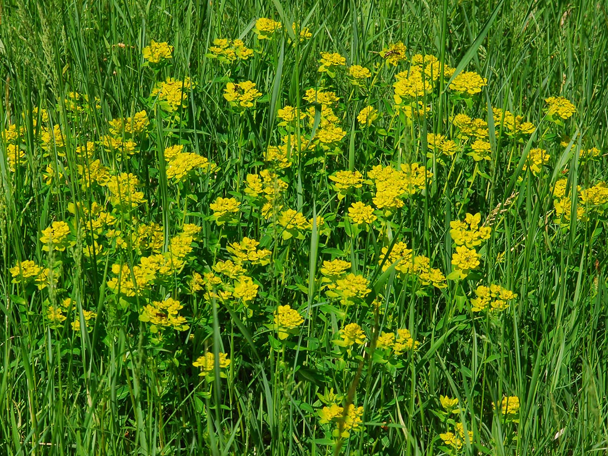 Euphorbia verrucosa