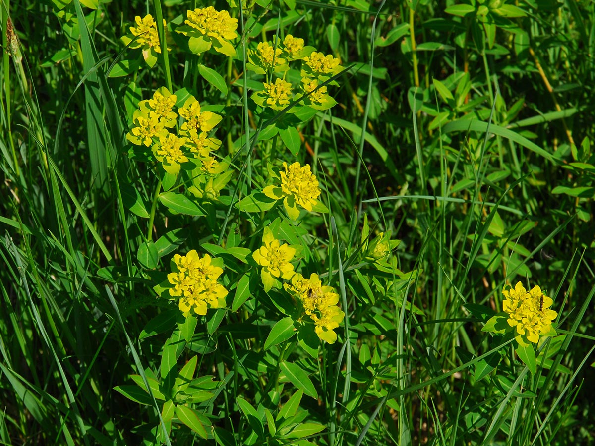 Euphorbia verrucosa