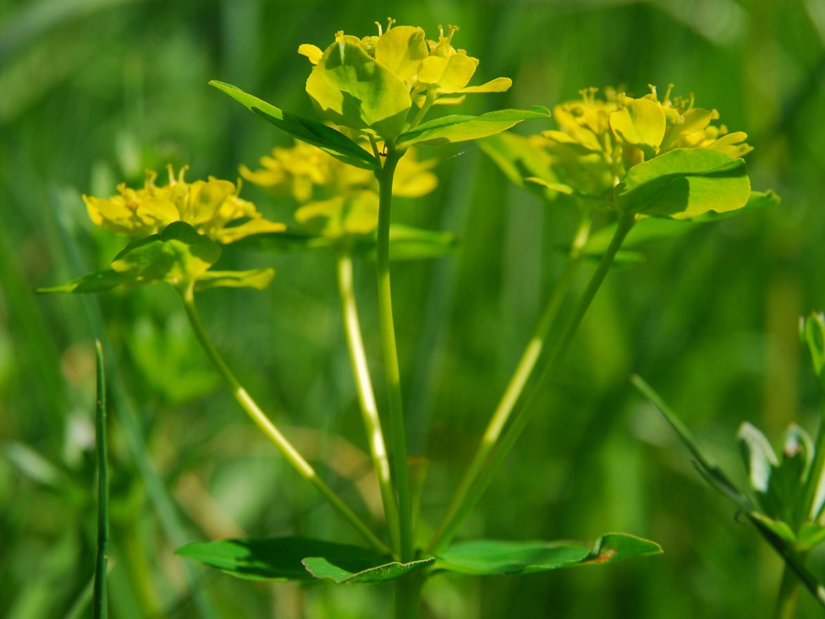 Euphorbia verrucosa