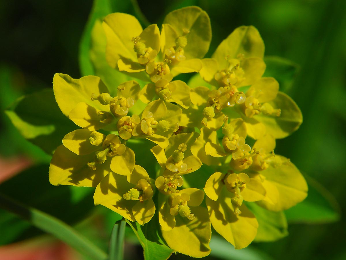 Euphorbia verrucosa