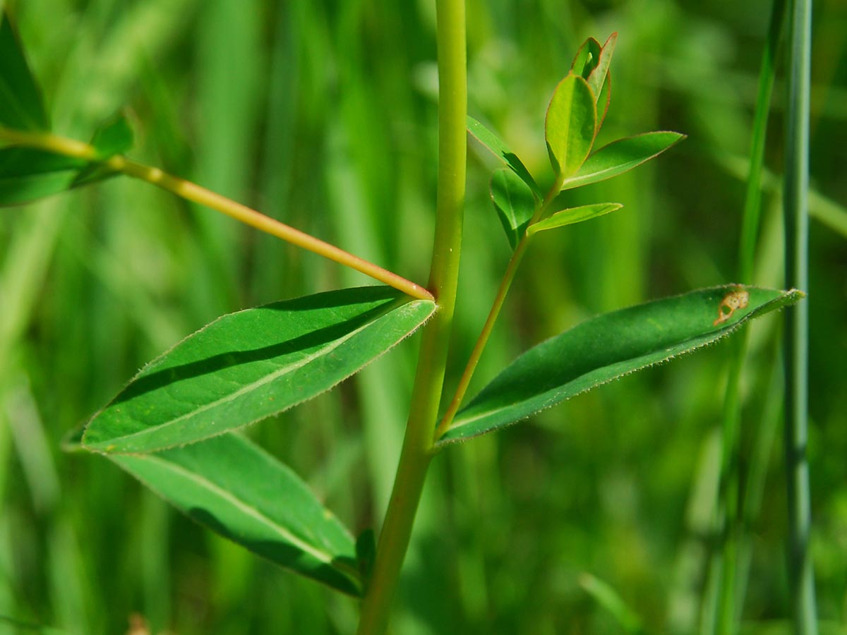 Euphorbia verrucosa