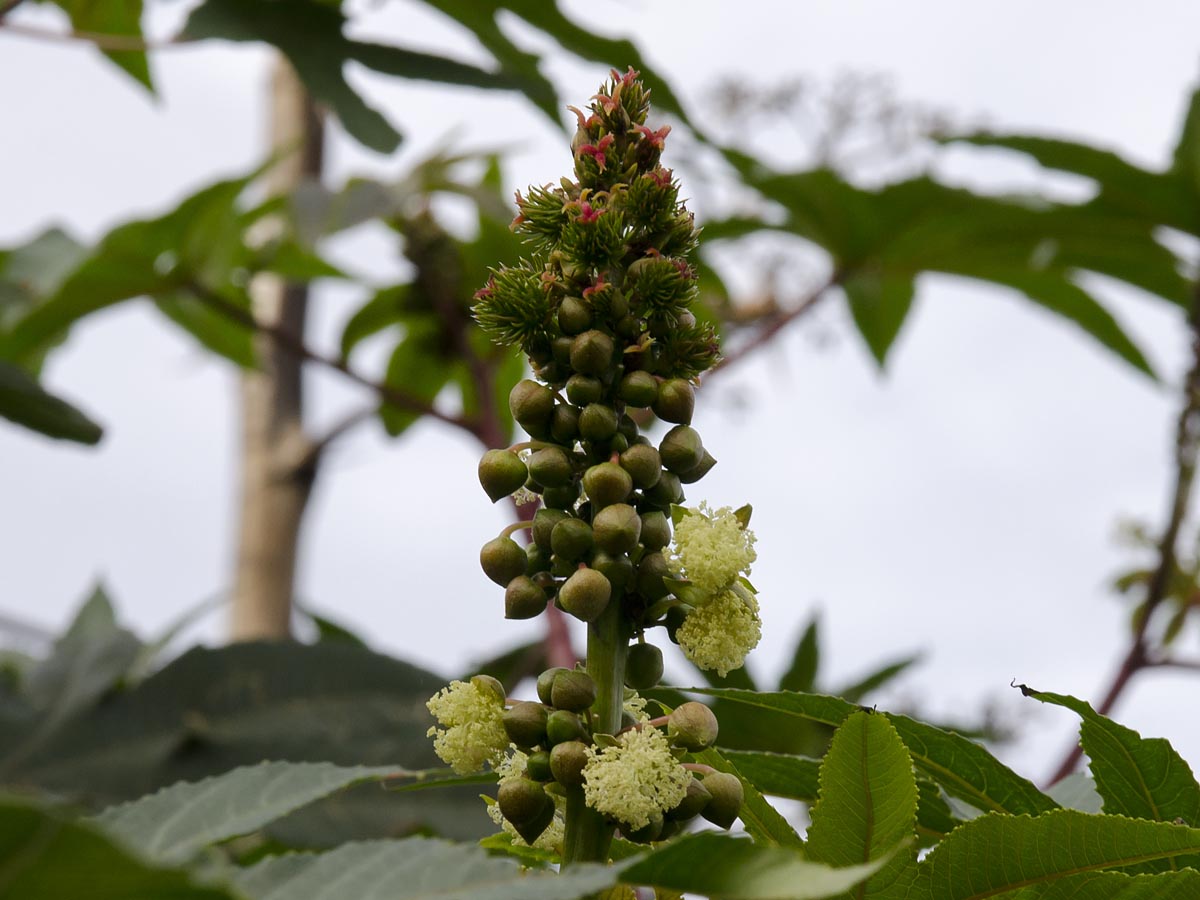 Ricinus communis