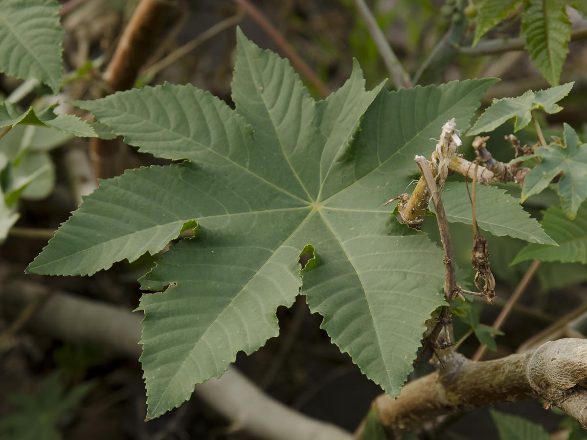 Ricinus communis