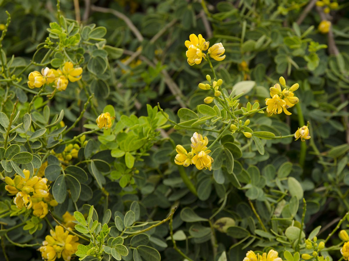 Cassia bicapsularis