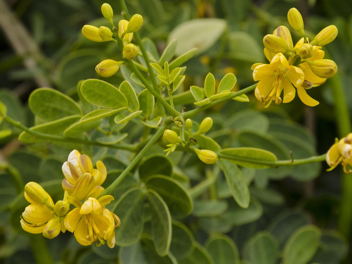 Cassia bicapsularis