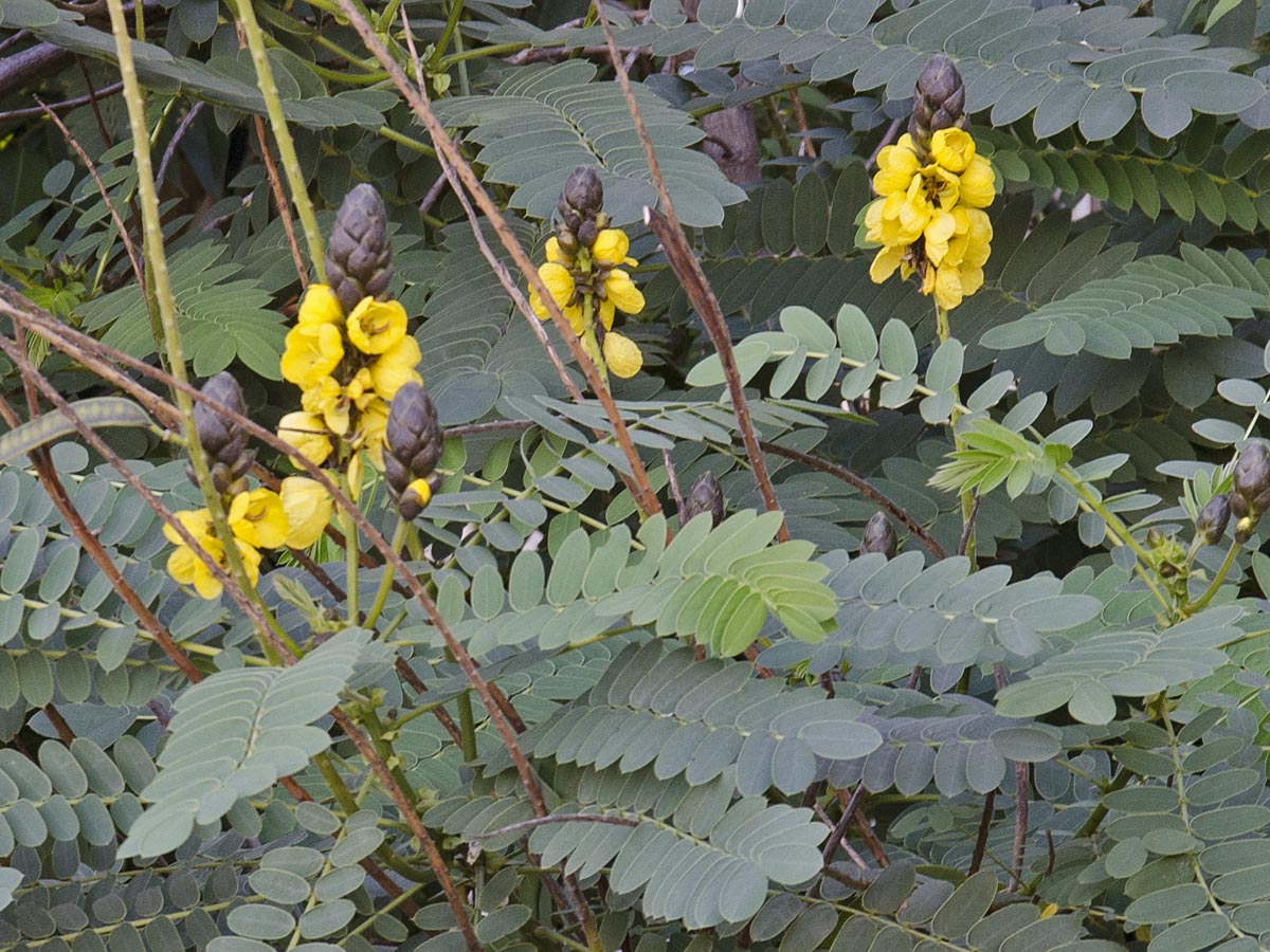 Cassia didymobotria