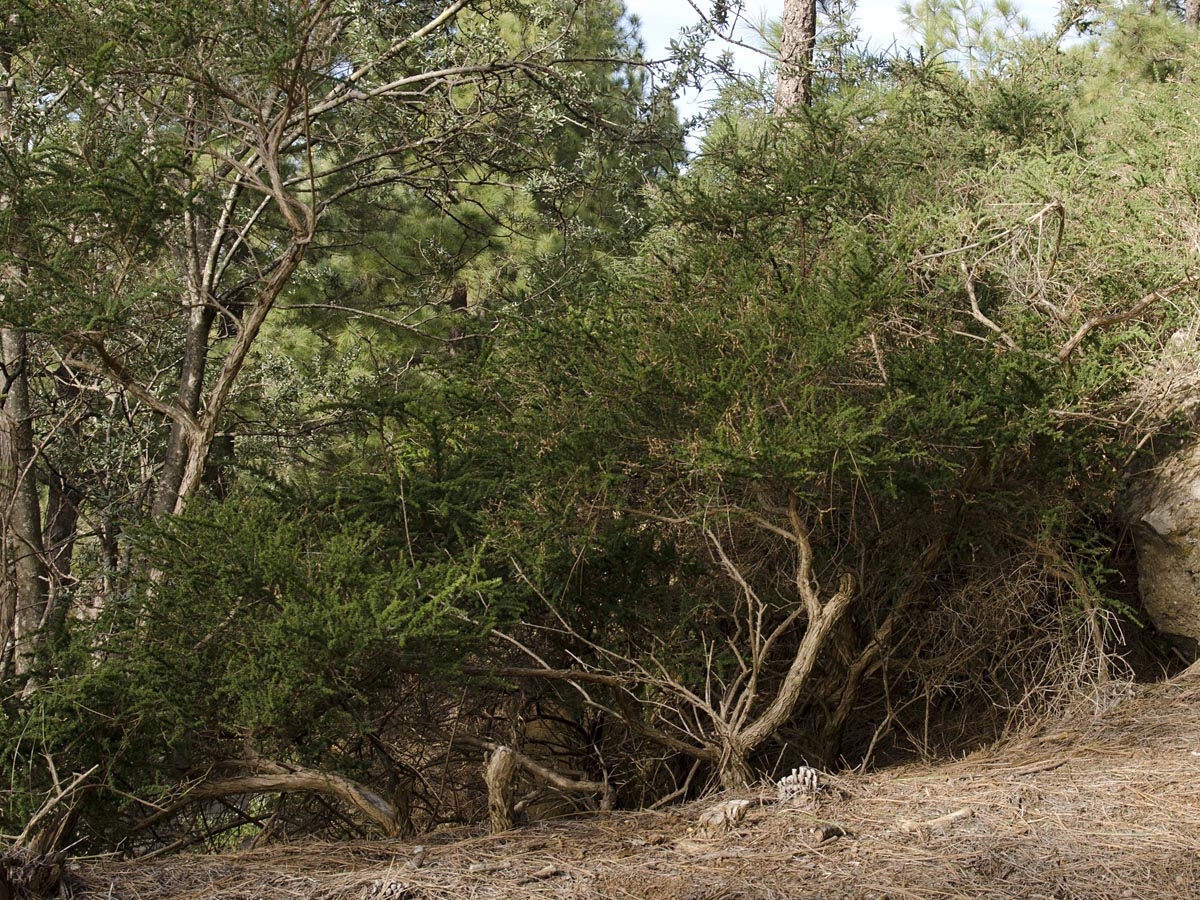 Adenocarpus viscosus