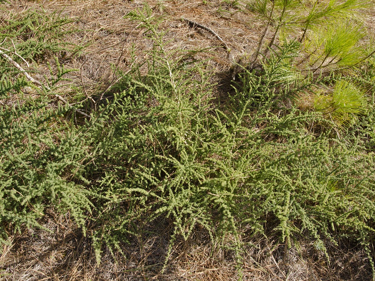 Adenocarpus viscosus