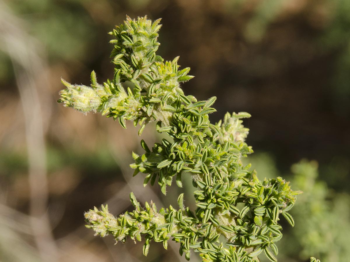 Adenocarpus viscosus