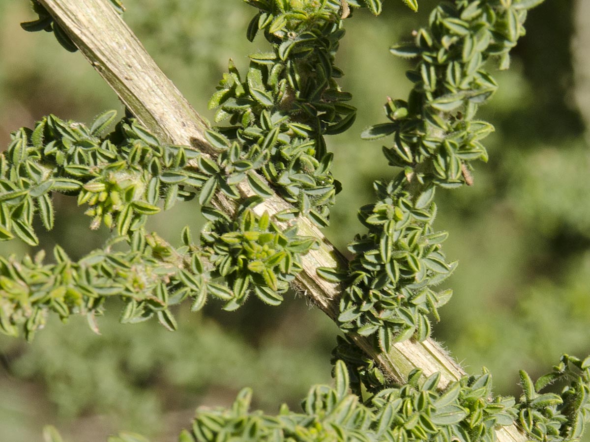 Adenocarpus viscosus