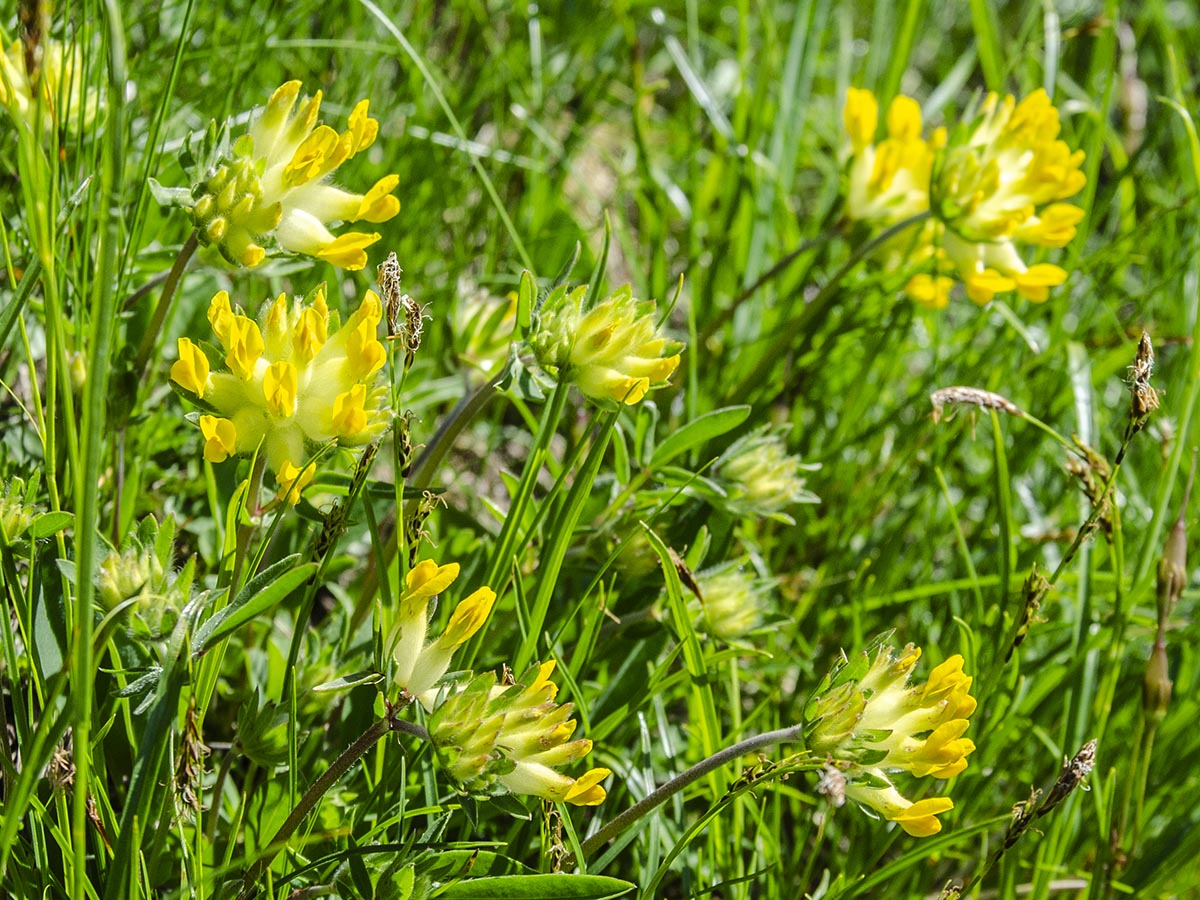 Anthyllis vulneraria ssp. alpicola