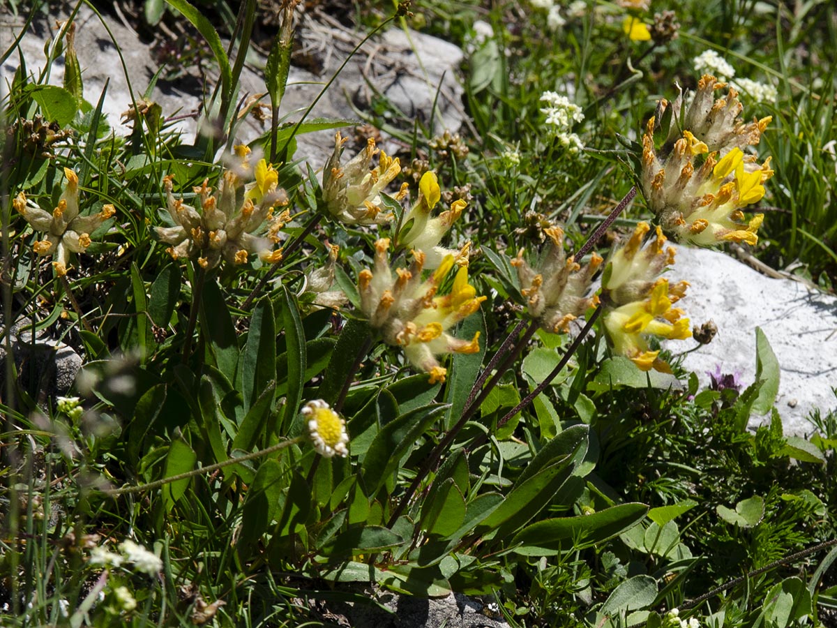 Anthyllis vulneraria ssp. alpicola