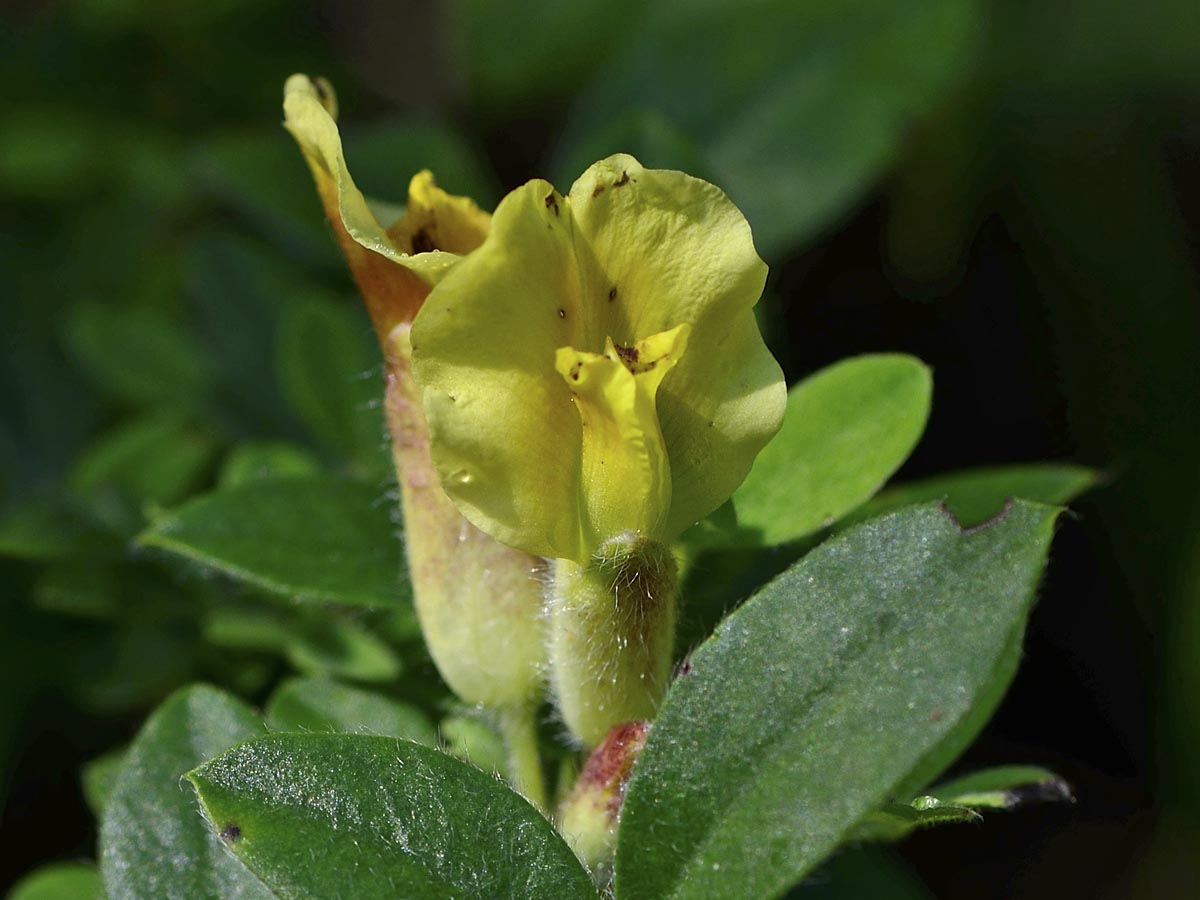 Chamaecytisus hirsutus