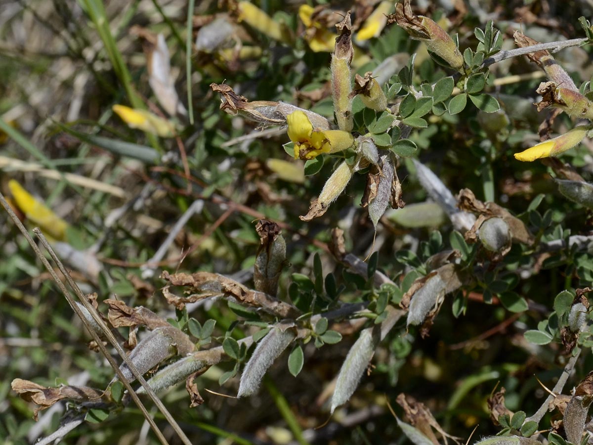 Chamaecytisus ratisbonensis