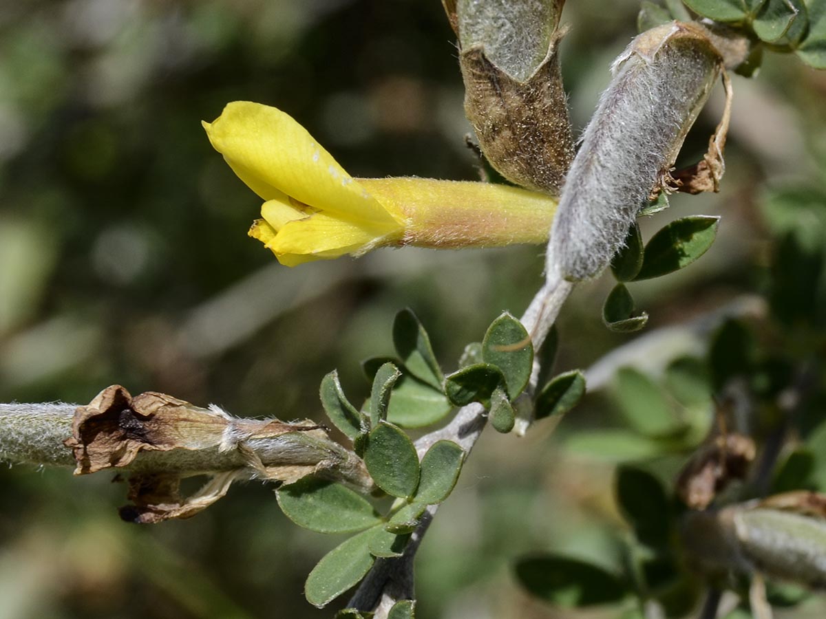 Chamaecytisus ratisbonensis