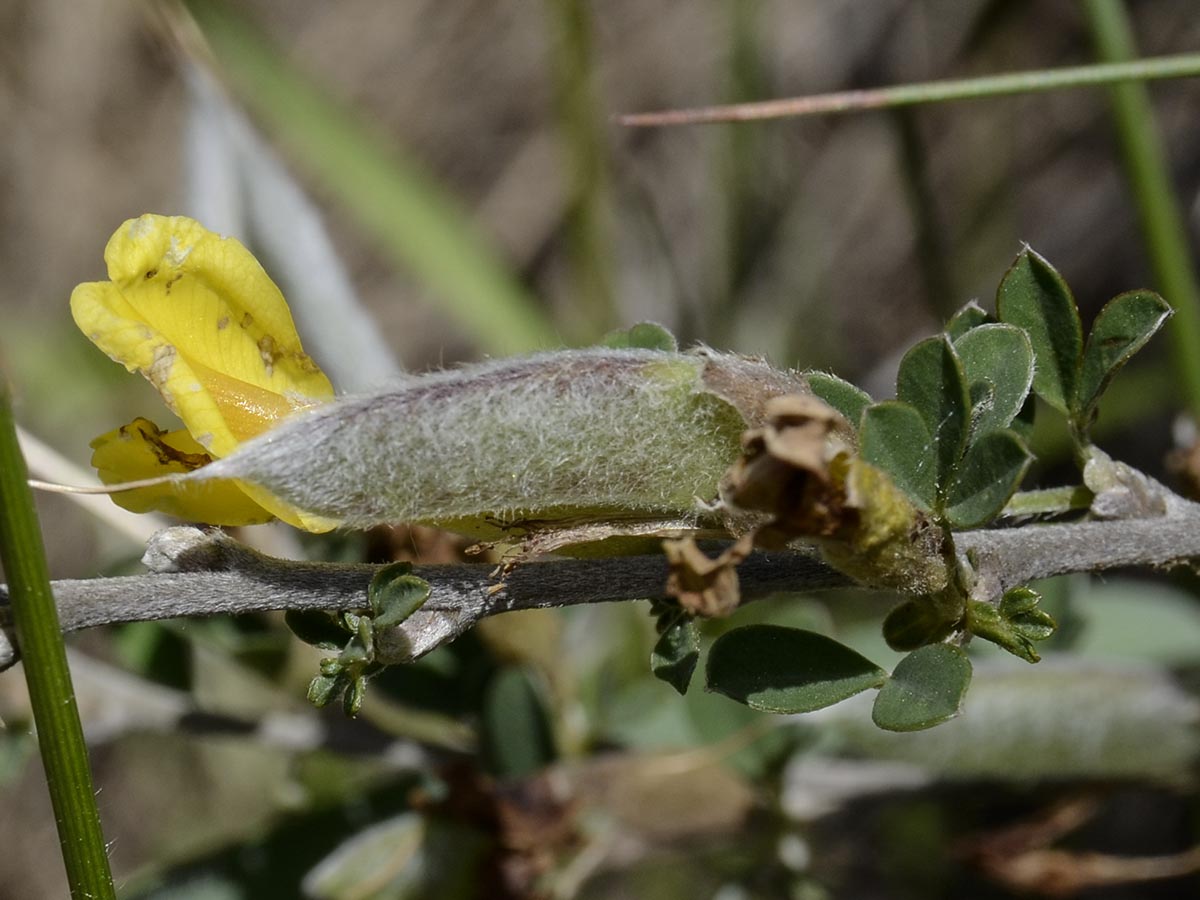 Chamaecytisus ratisbonensis