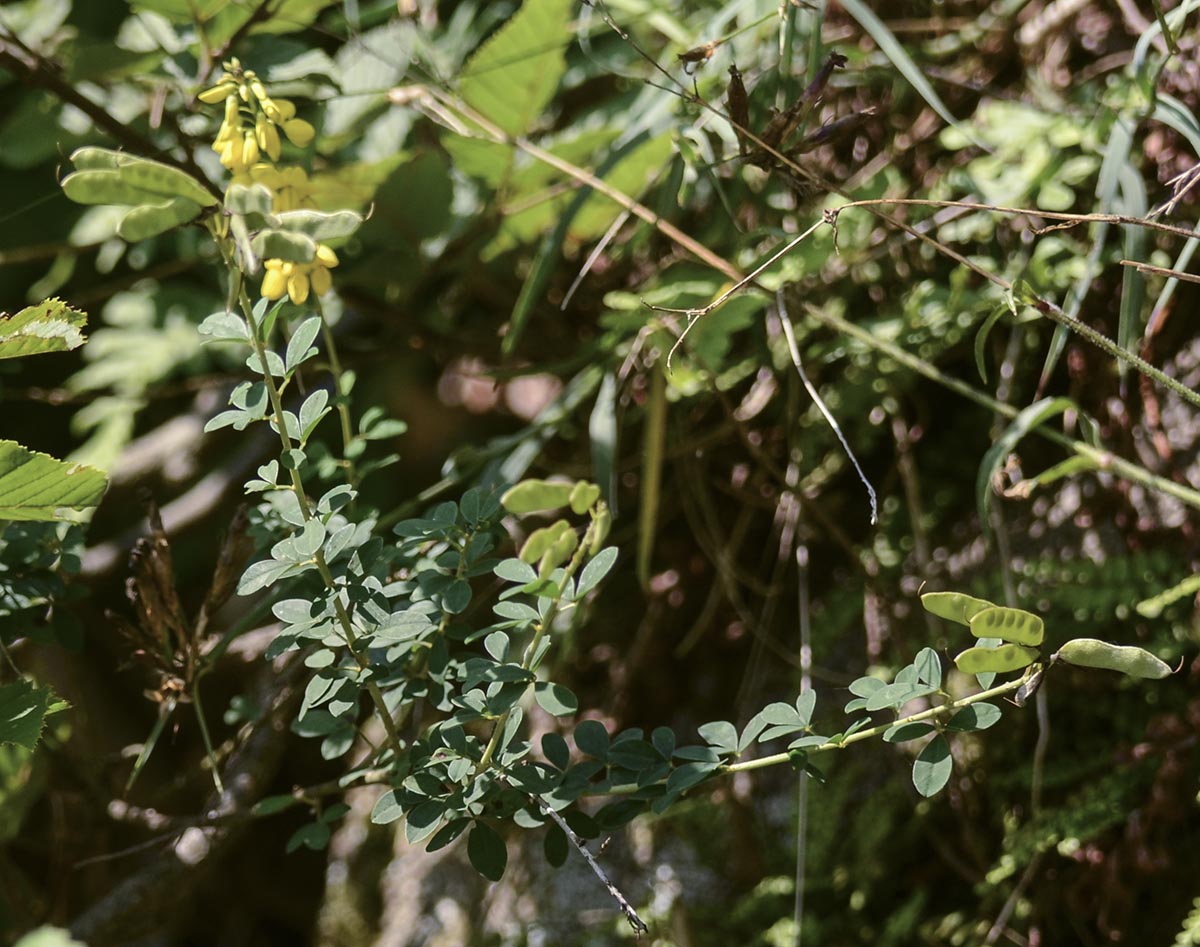 Cytisus nigricans