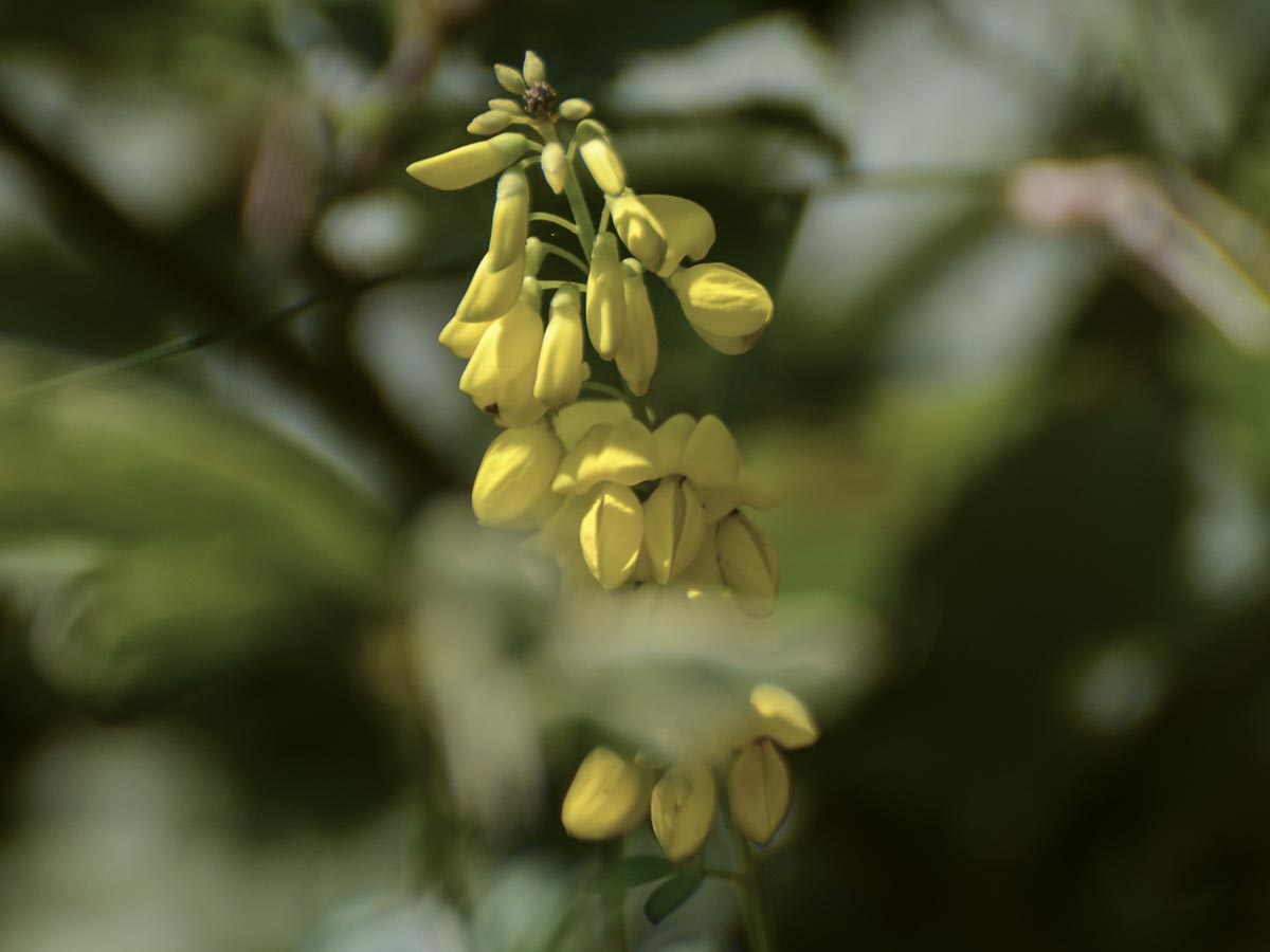 Cytisus nigricans