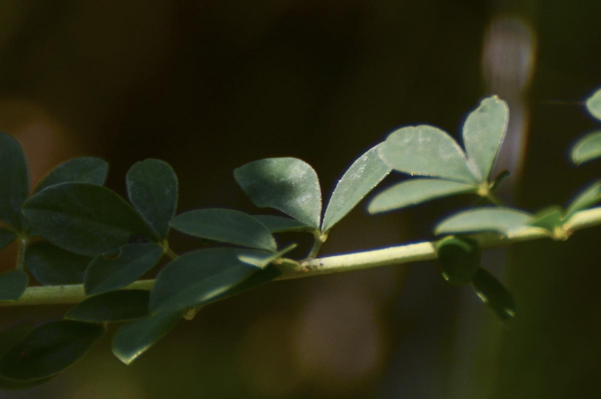 Cytisus nigricans