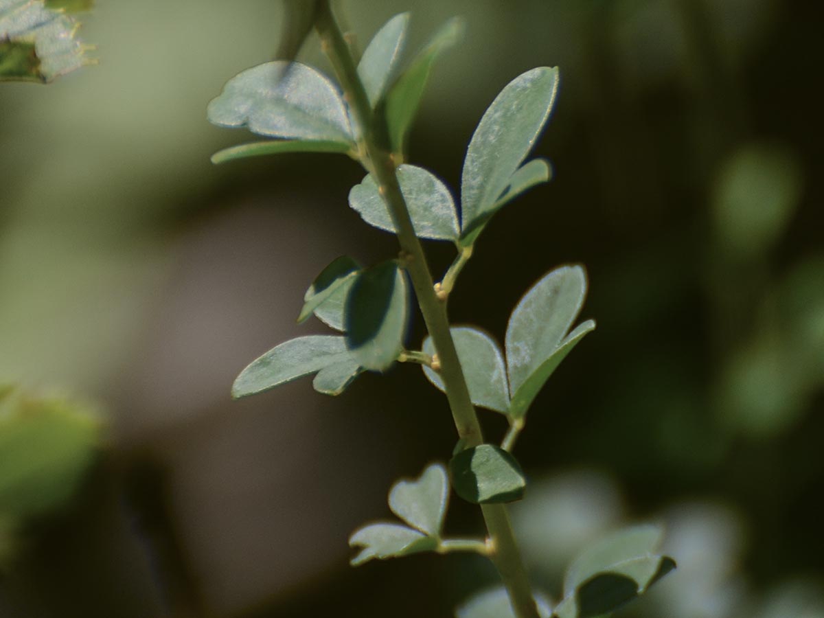 Cytisus nigricans