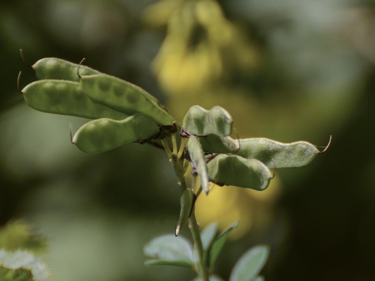 Cytisus nigricans