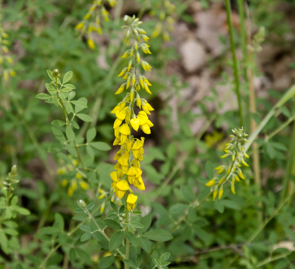 Cytisus nigricans