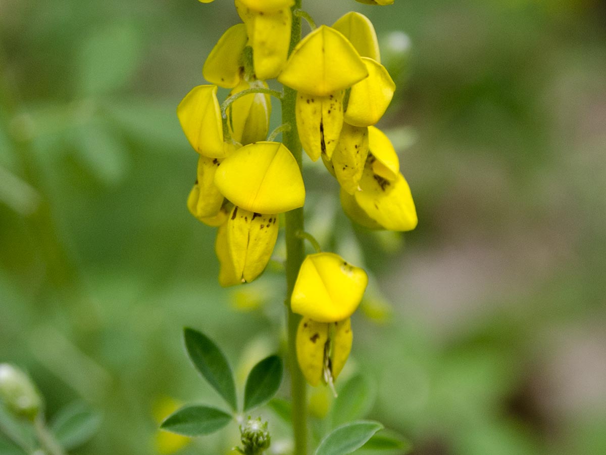 Cytisus nigricans