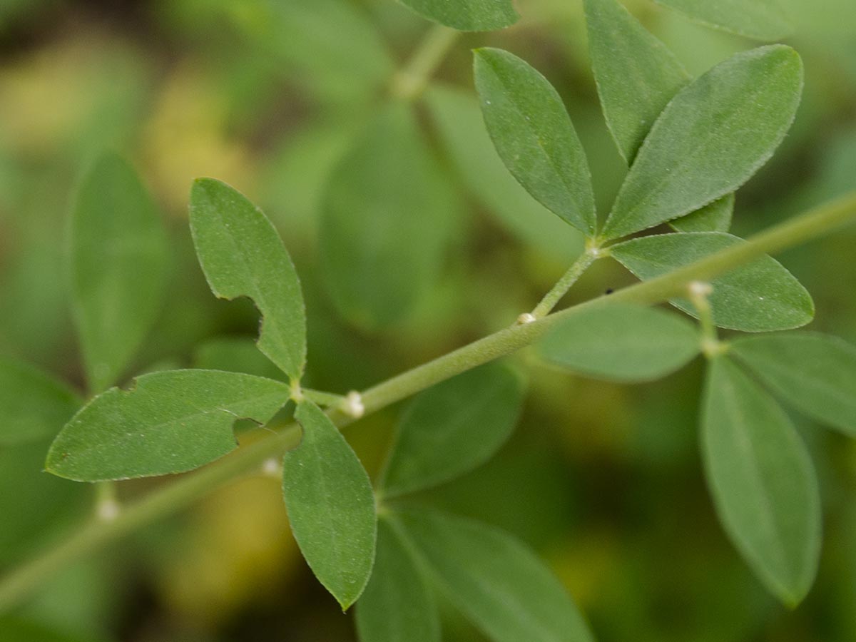 Cytisus nigricans