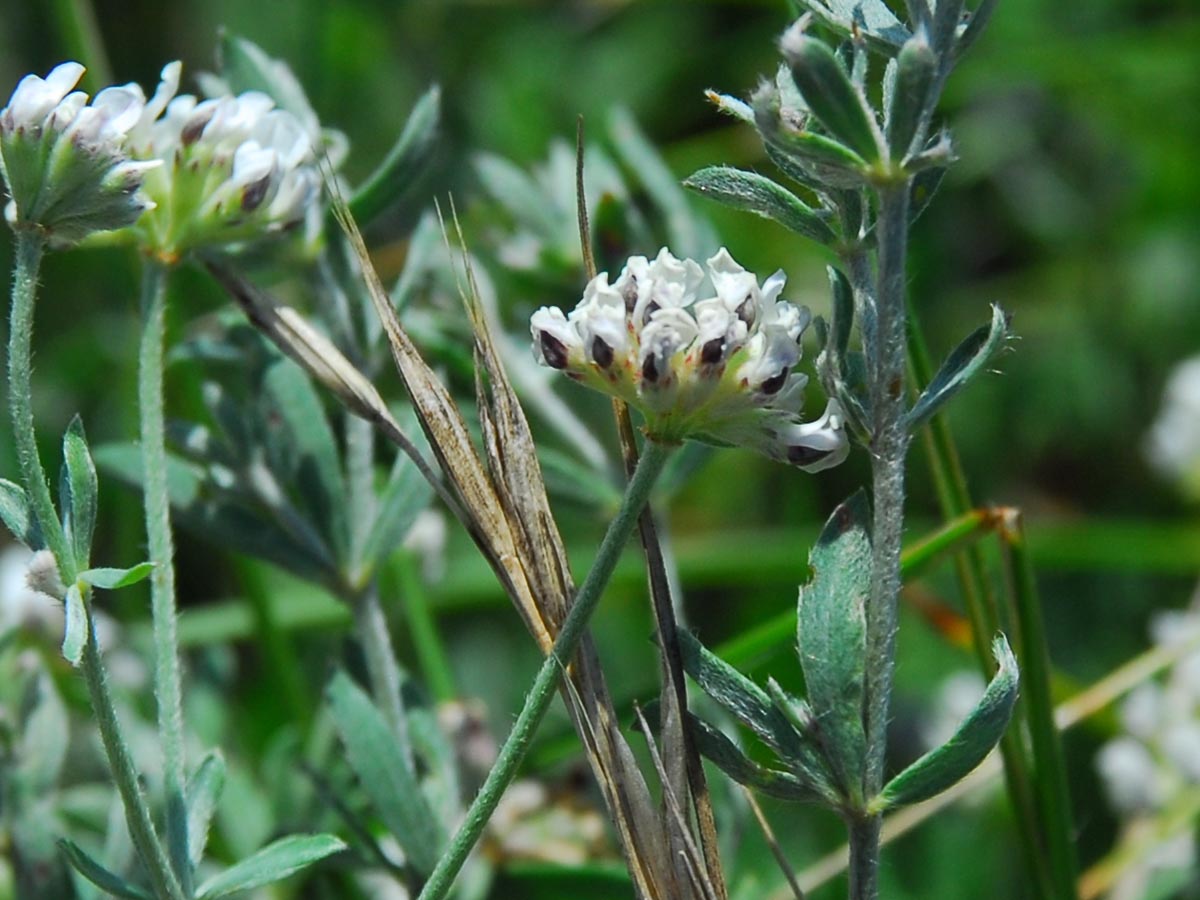 Dorycnium germanicum