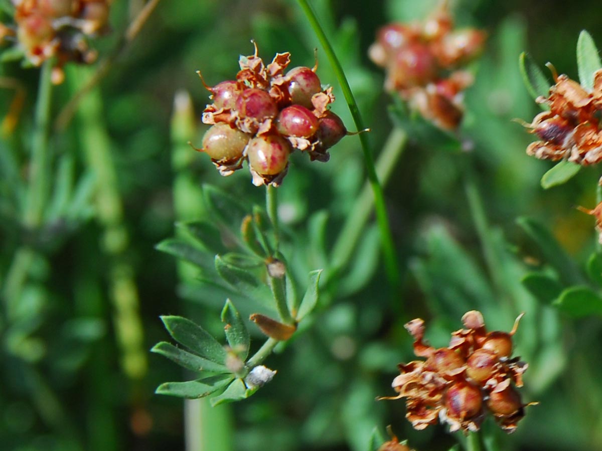 Dorycnium germanicum