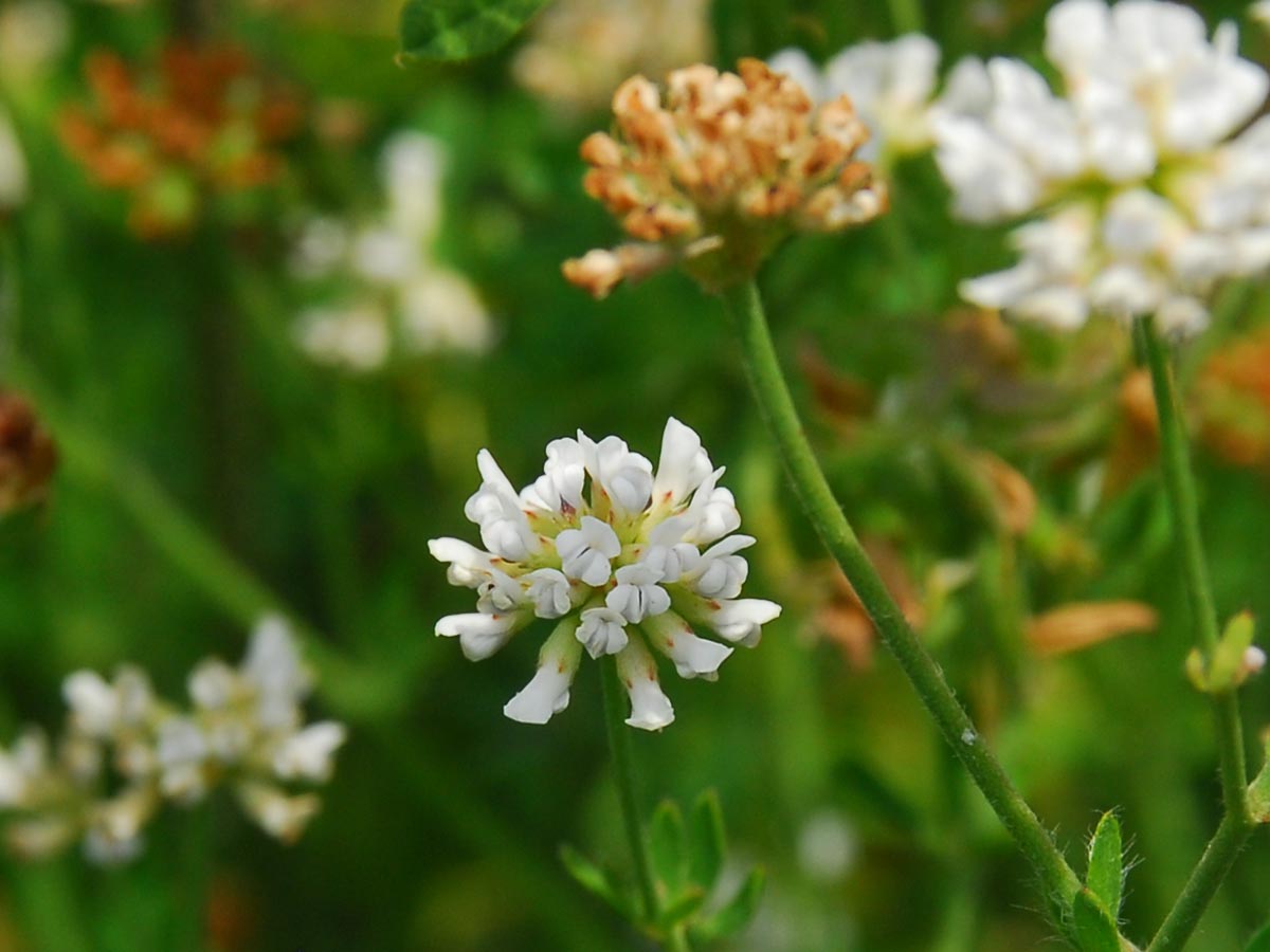 Dorycnium herbaceum