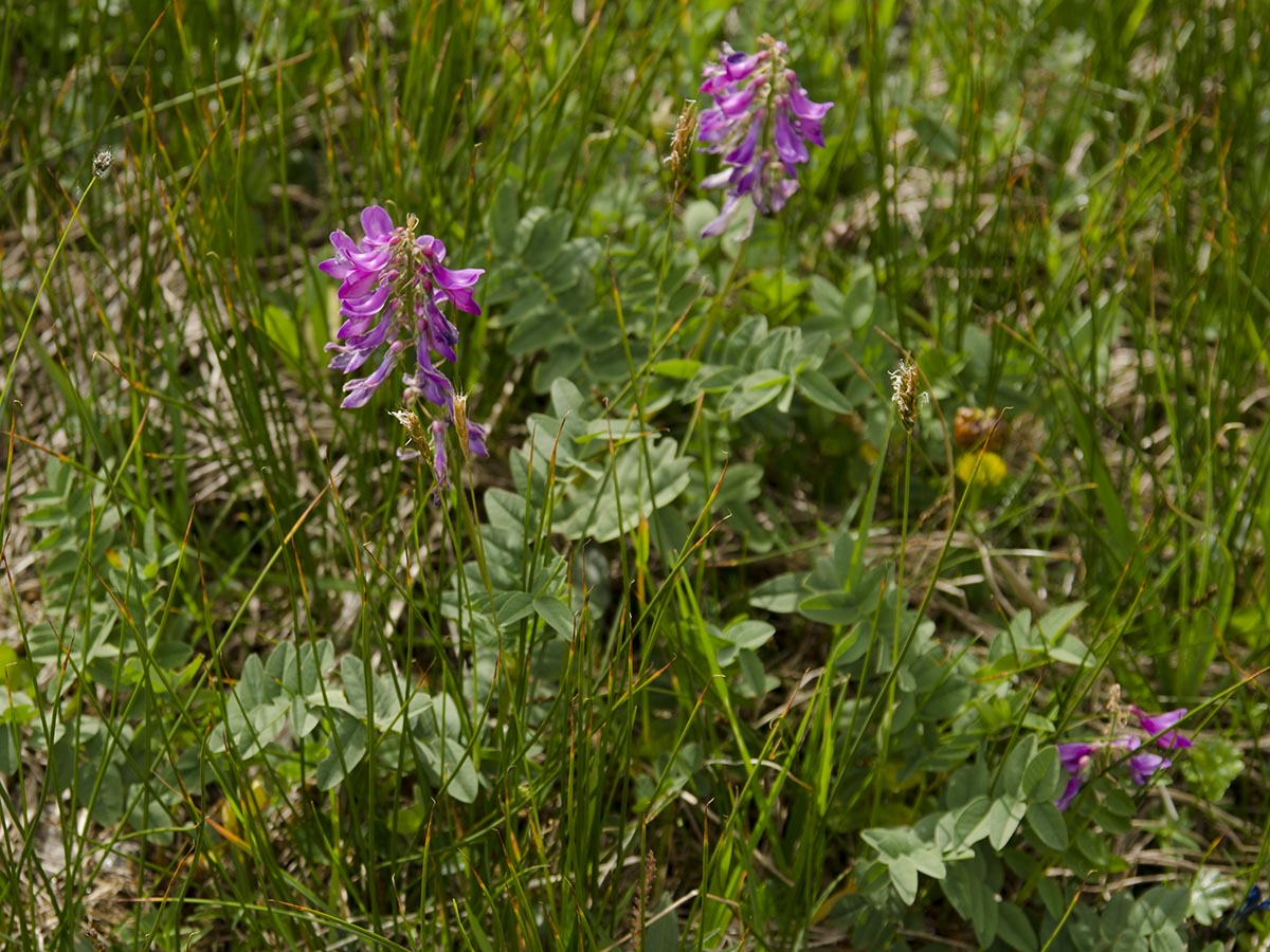 Habitus
