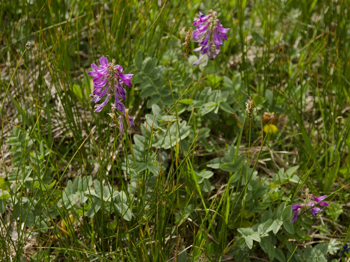 Hedysarum hedysaroides