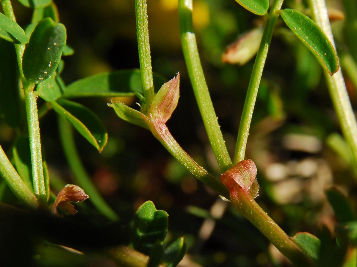 Hippocrepis comosa