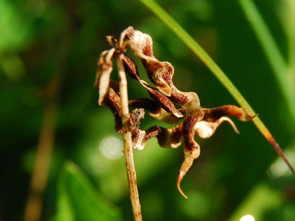 Hippocrepis comosa