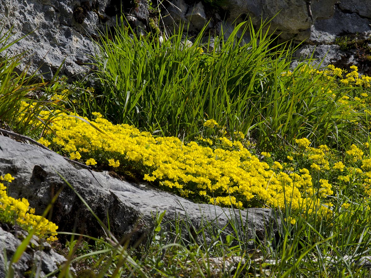 Hippocrepis comosa