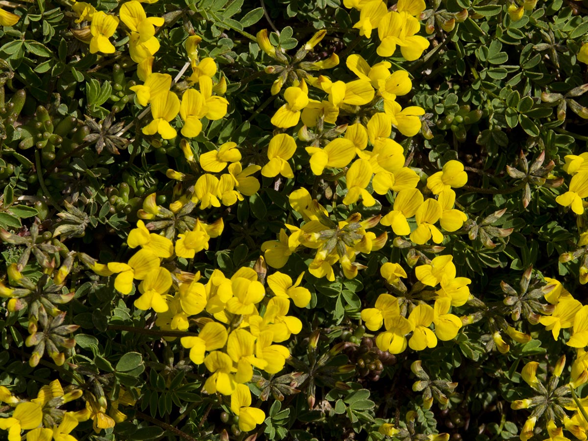 Hippocrepis comosa