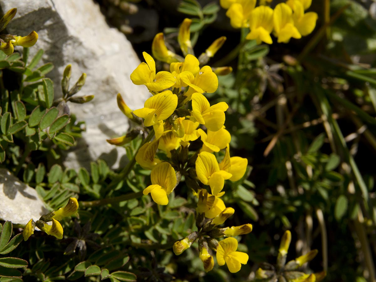 Hippocrepis comosa