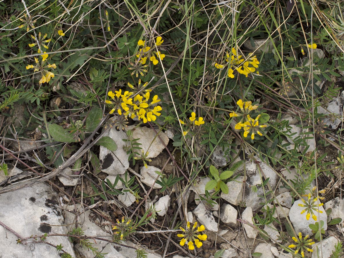 Hippocrepis comosa